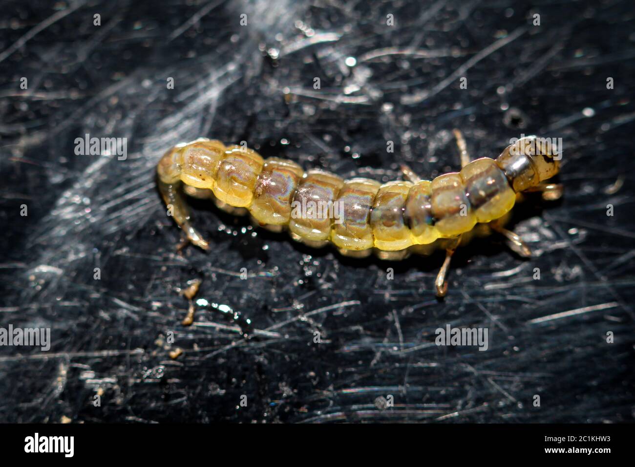 Larva di libellula Foto Stock