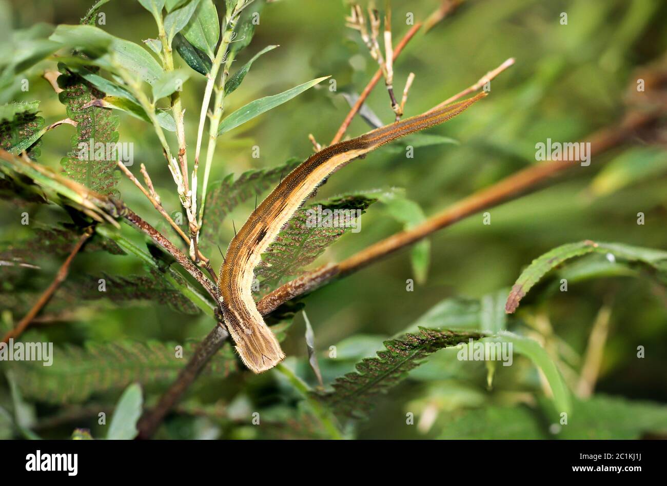 Caterpillar di banana butterfly Foto Stock