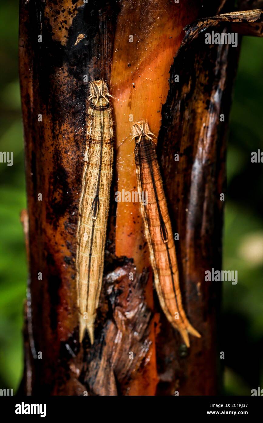 Caterpillar di banana butterfly Foto Stock