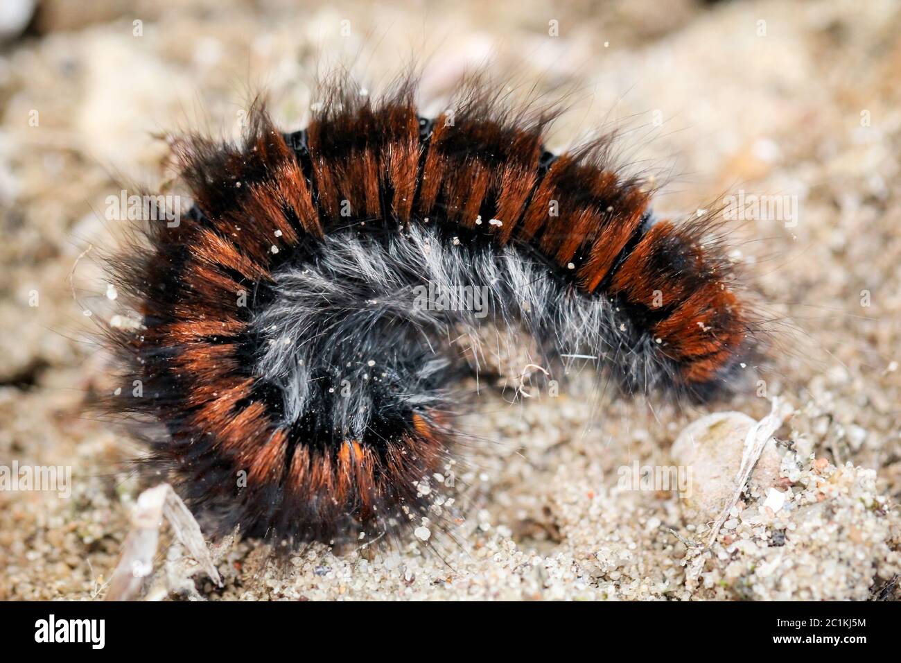 Caterpillar di blackberry moth Foto Stock