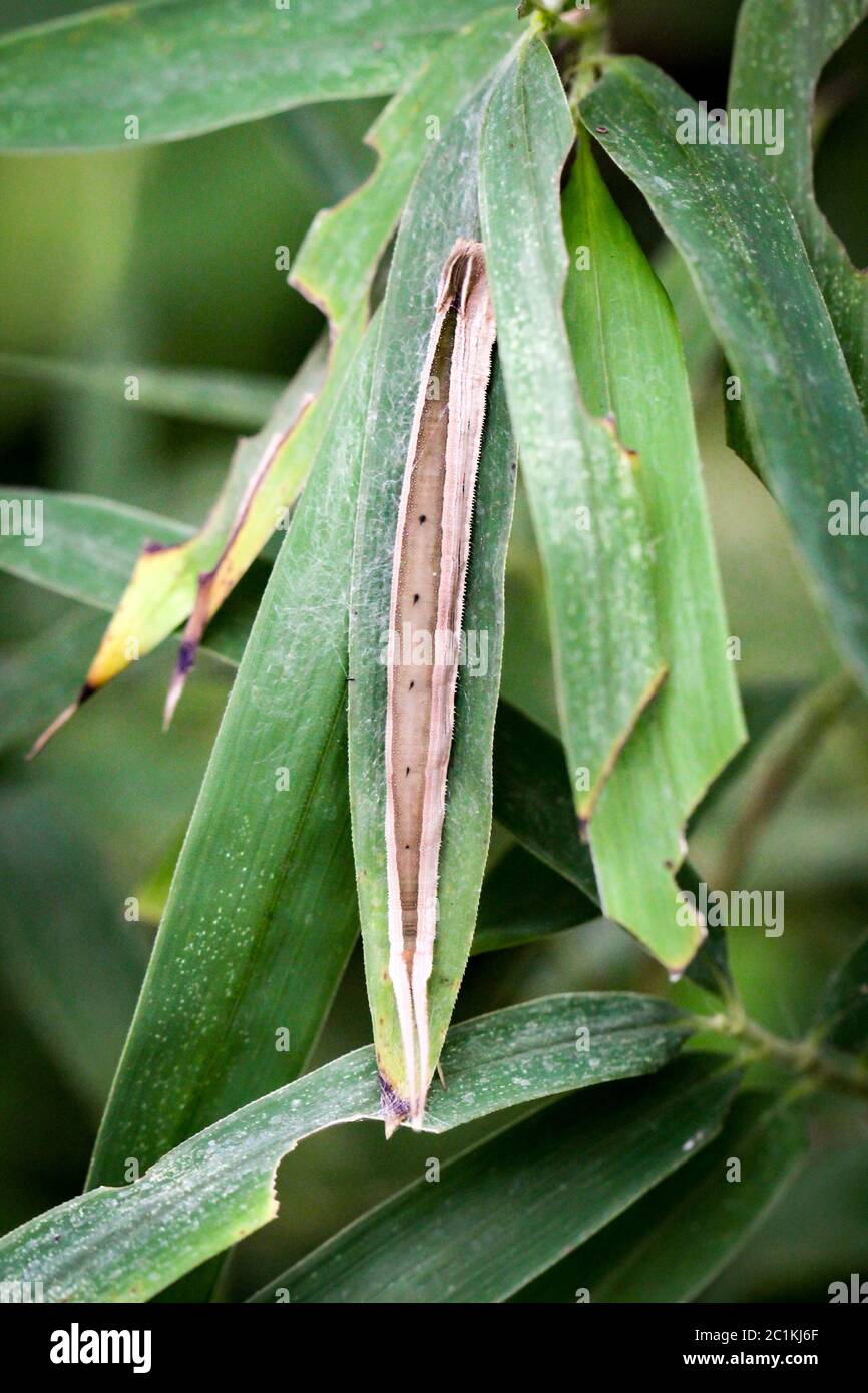 Caterpillar di banana butterfly Foto Stock