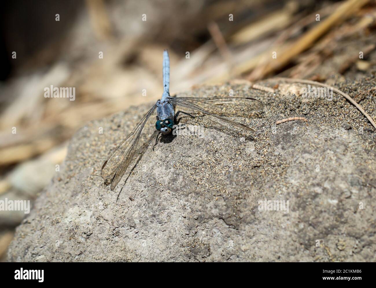 Libellula su pietra Foto Stock