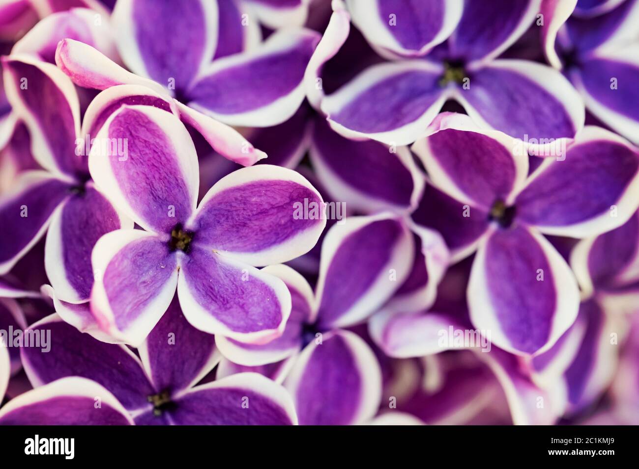 Fiori lilla viola primo piano sfondo Foto Stock