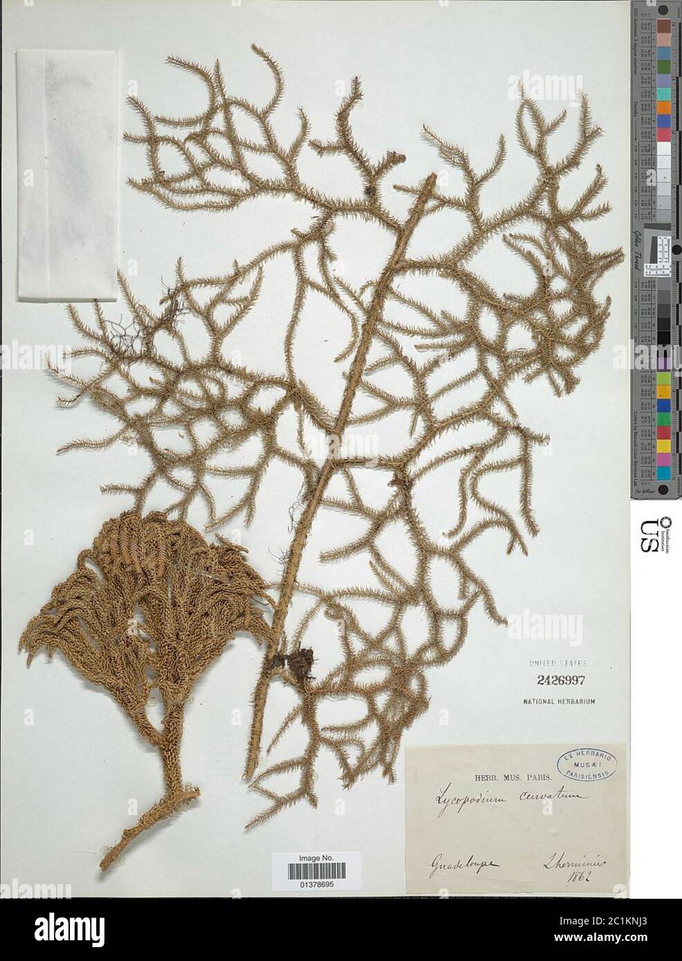 Lycopodiella torta Underw FE Lloyd B lg Lycopodiella torta Underw FE Lloyd B lg. Foto Stock