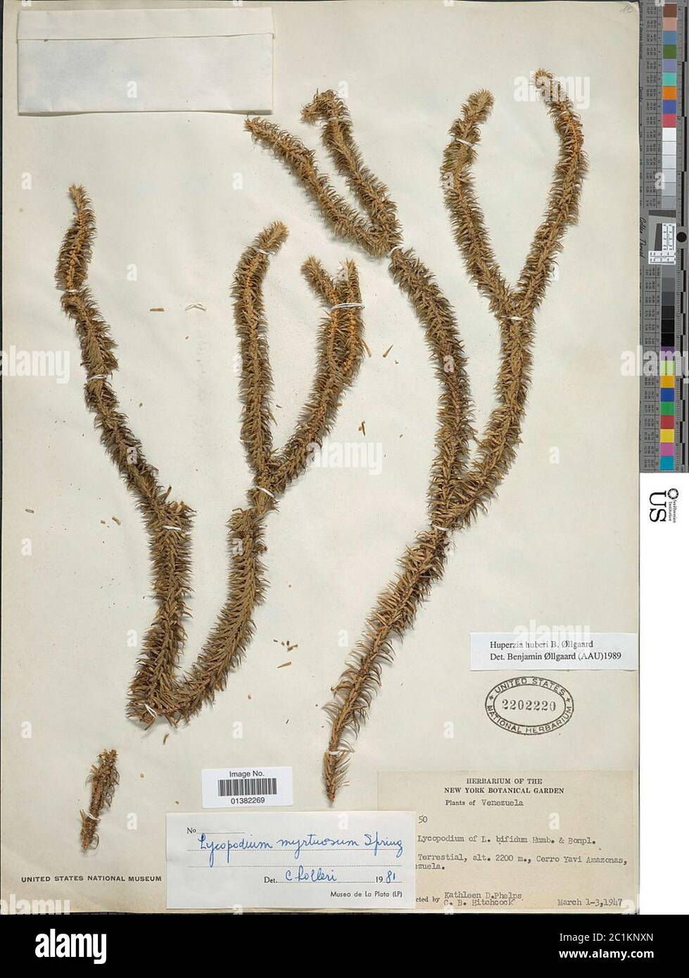 Phlegmariurus huberi B lg B llg Phlegmariurus huberi B lg B lg. Foto Stock