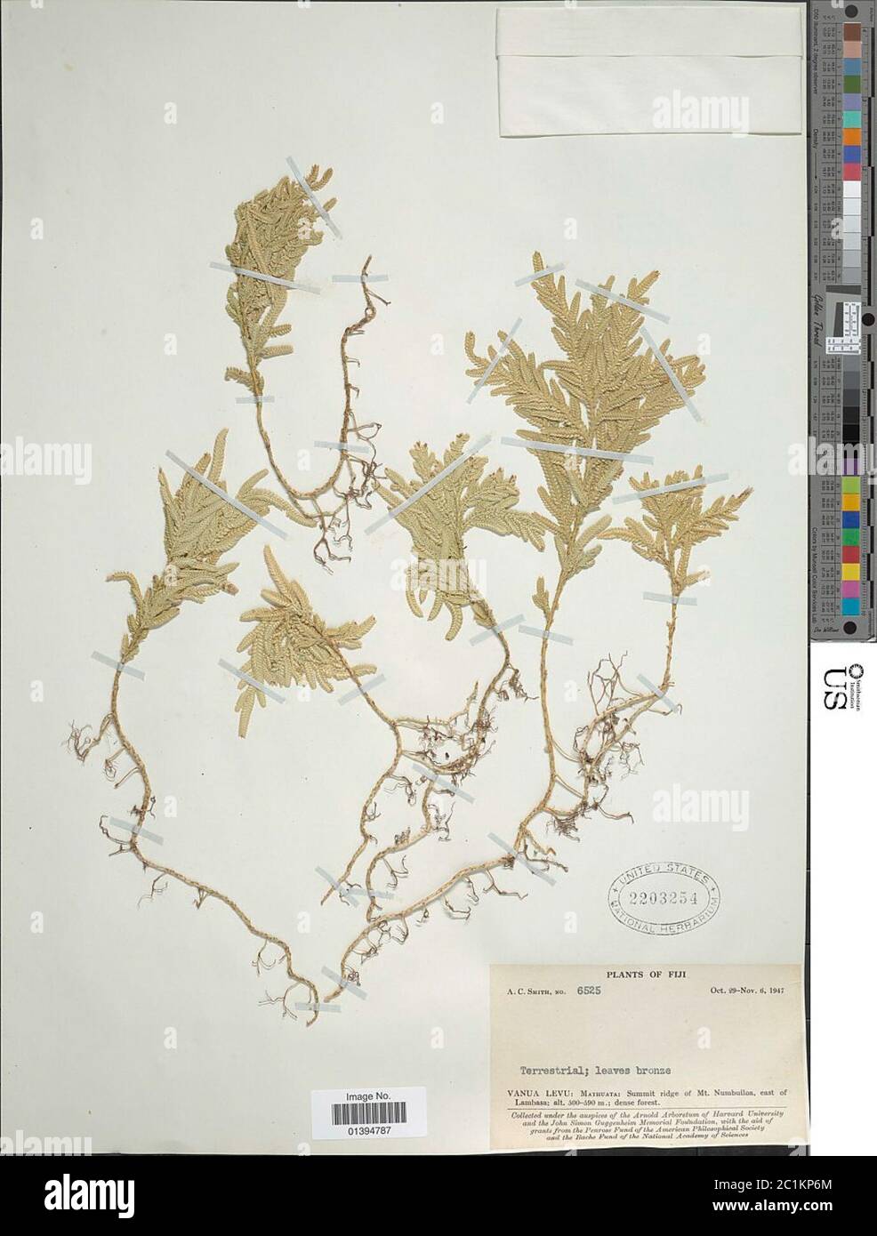 Selaginella sp Selaginella sp. Foto Stock