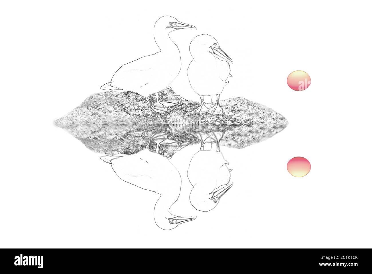 Composizione: Gannets Foto Stock