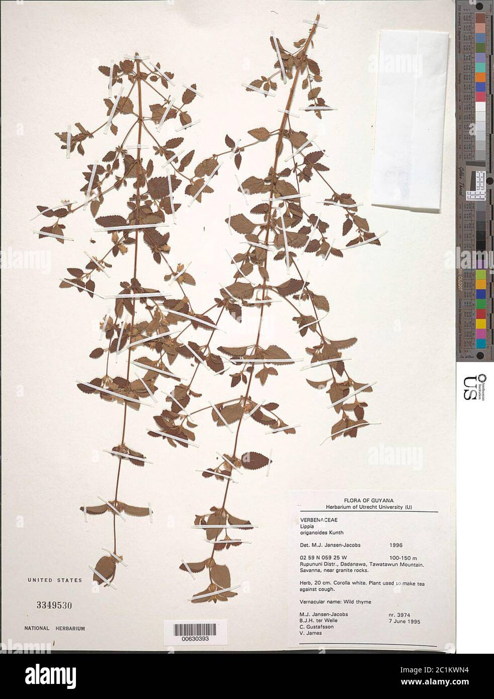 Lippia origanoides Kunth Lippia origanoides Kunth. Foto Stock