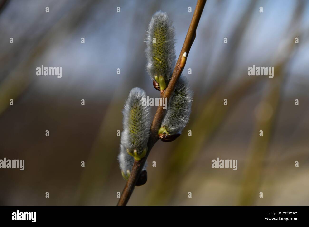 Catkin del salice Foto Stock