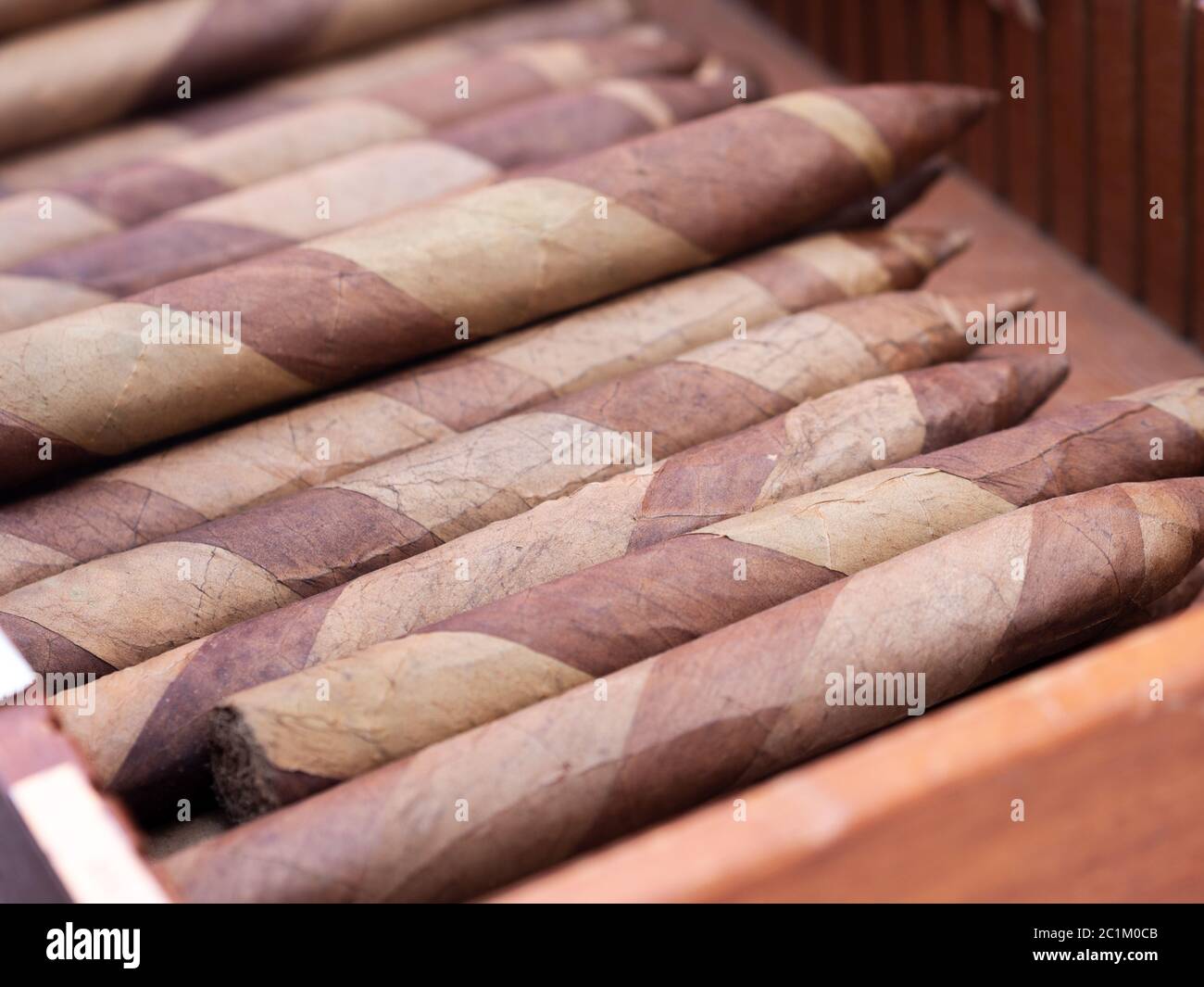 Sigari cubani in una scatola di legno Foto Stock