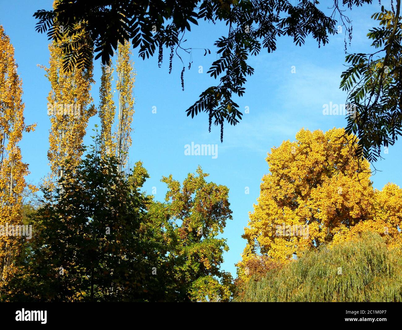 foglie autunnali in giallo dorato al sole pieno contro un cielo blu Foto Stock