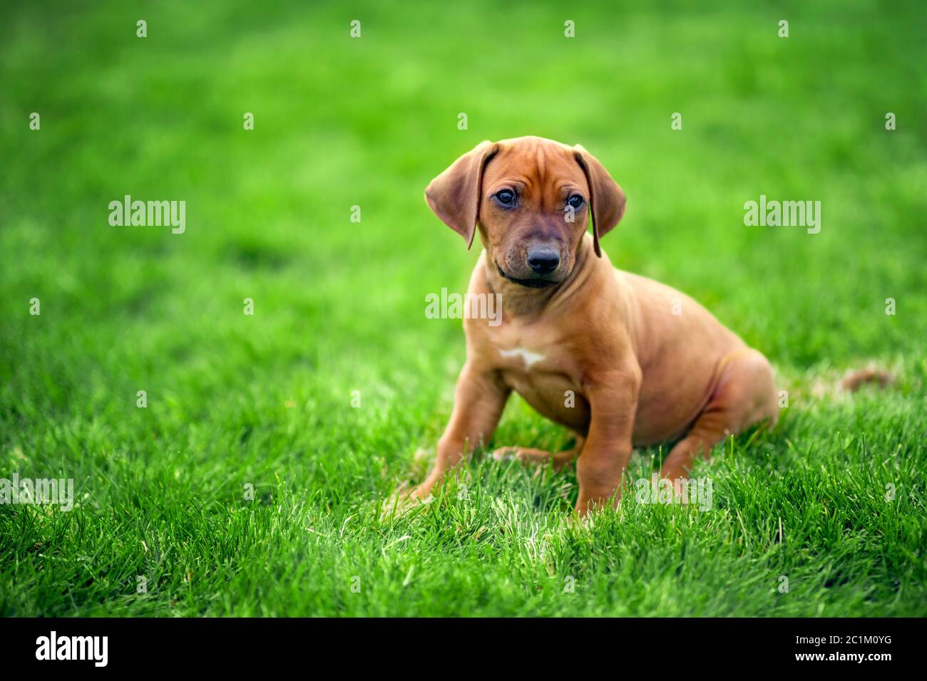 Ridgeback rhodesiano cucciolo seduto su erba verde Foto Stock