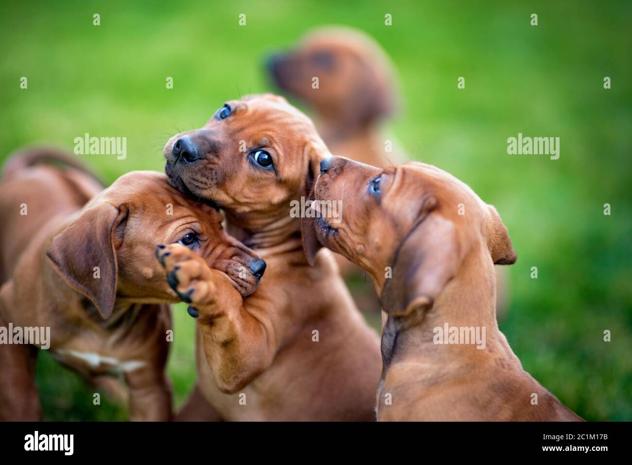 I cuccioli rodesiani che giocano sull'erba verde Foto Stock
