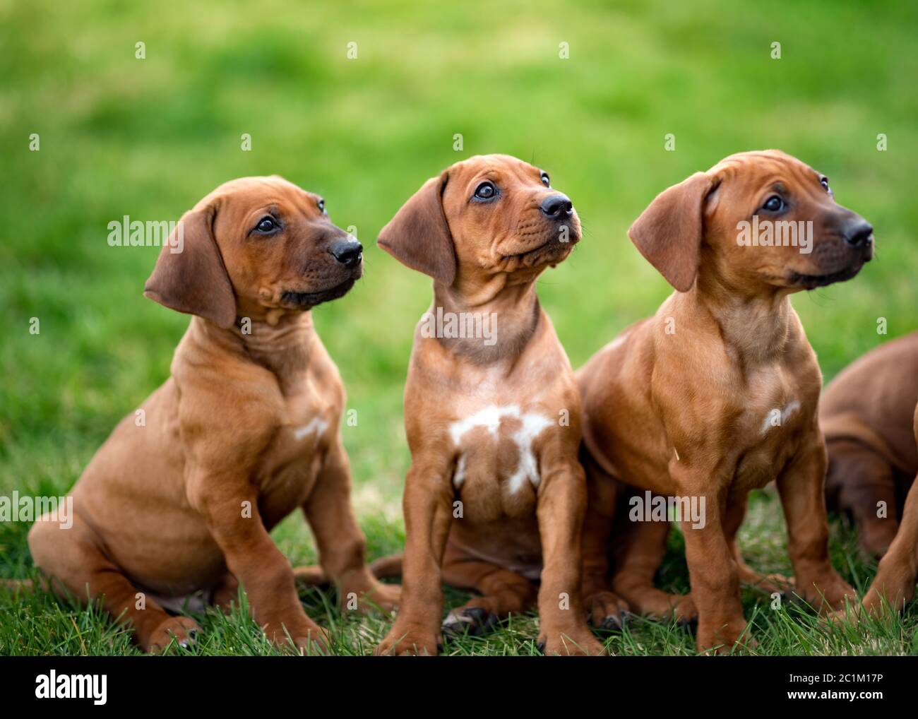 I cuccioli rodesiani che si siedono su un'erba verde in attesa di dolci Foto Stock