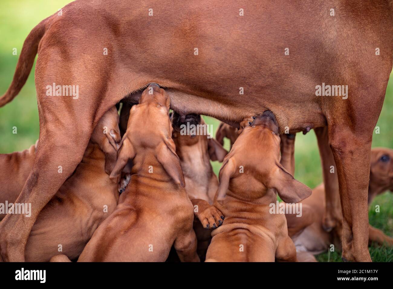 Rhodesian Ridgeback che allatta i suoi cuccioli su erba verde Foto Stock