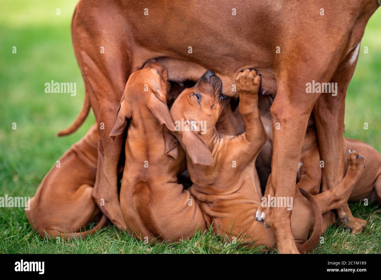 Rhodesian Ridgeback che allatta i suoi cuccioli su erba verde Foto Stock