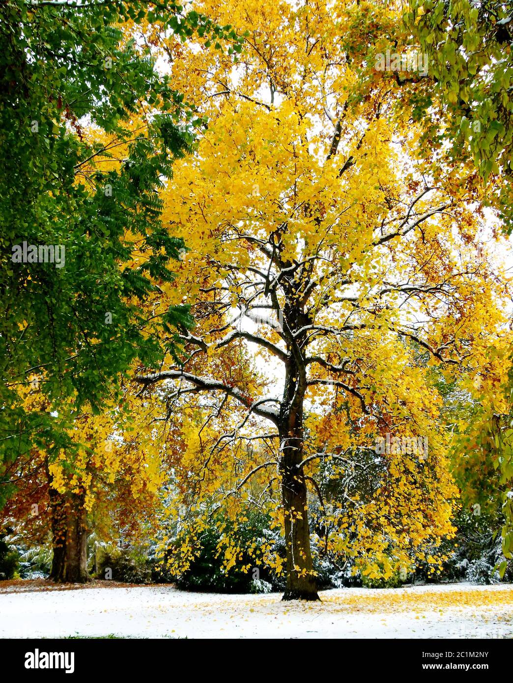 albero nero in autunno con fogliame giallo brillante dopo la nevicata Foto Stock