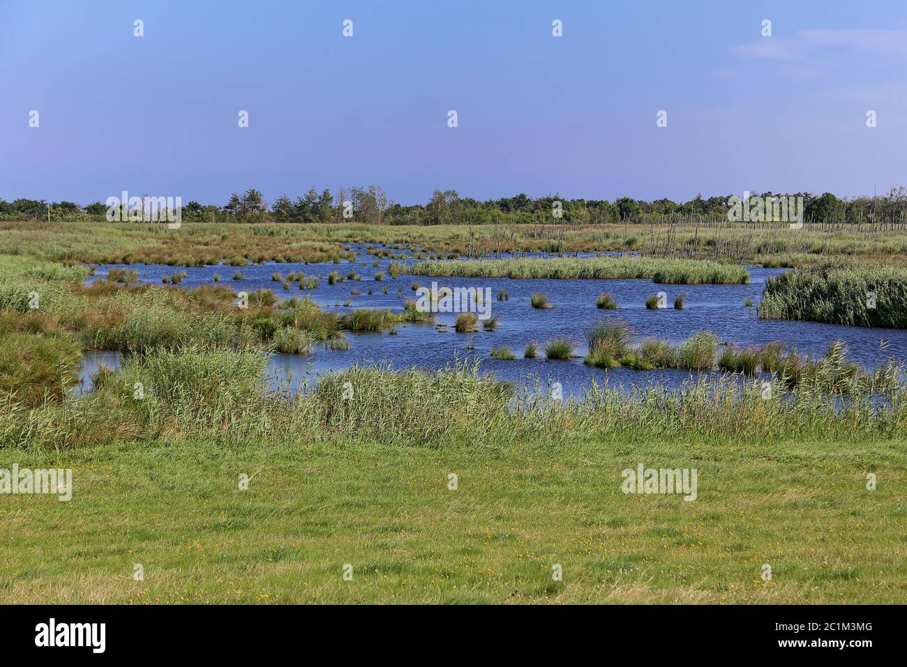 Sundic Meadows sulla penisola di Zingst Foto Stock