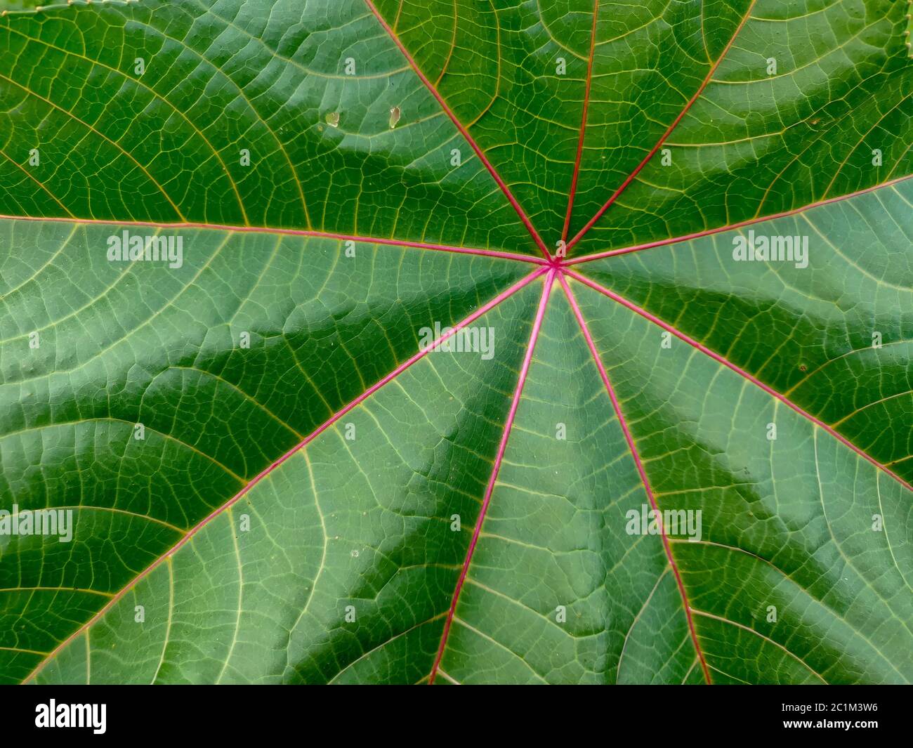 Fresco verde foglia macro texture close-up Foto Stock