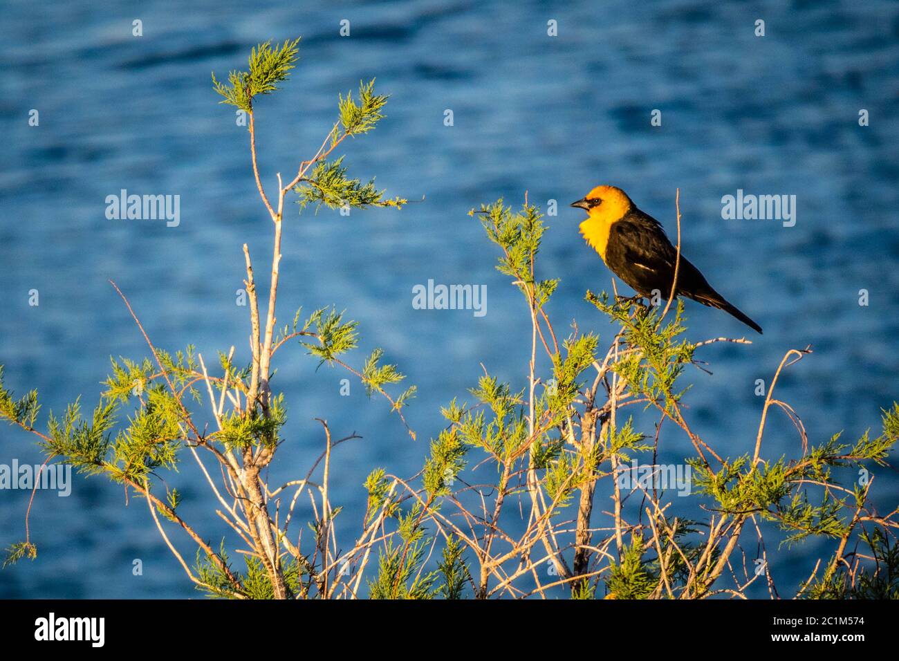 Una testa gialla Blackbird a Yuma, Arizona Foto Stock