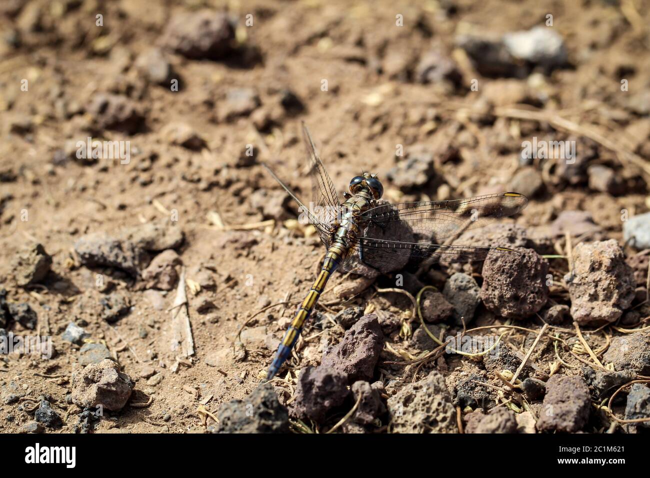 dettagli di una libellula Foto Stock