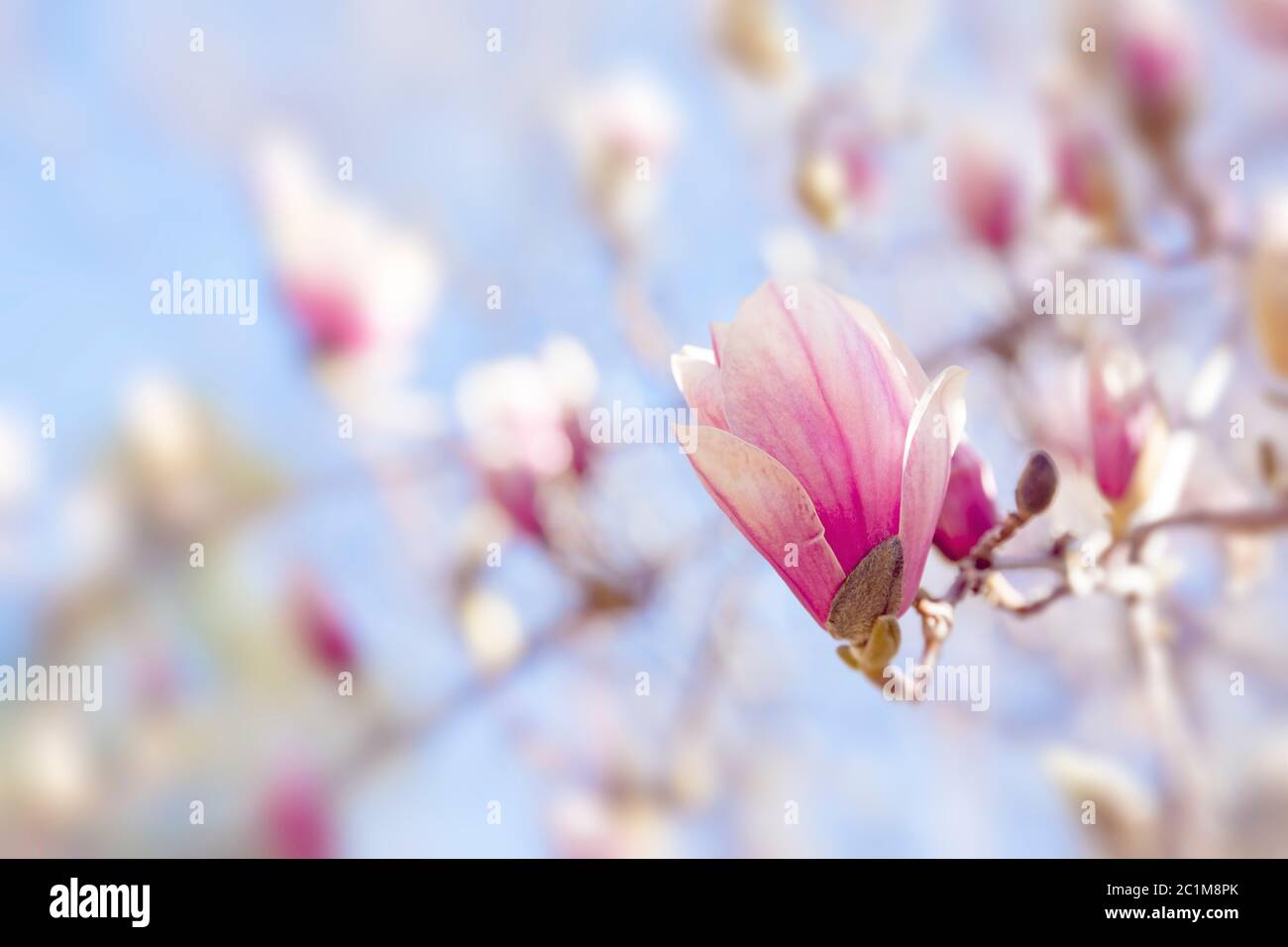 Magnolia fiori sbocciano i fiori di primavera Foto Stock