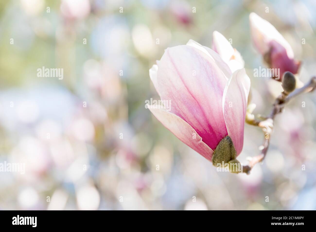 Magnolia fiori sbocciano i fiori di primavera Foto Stock