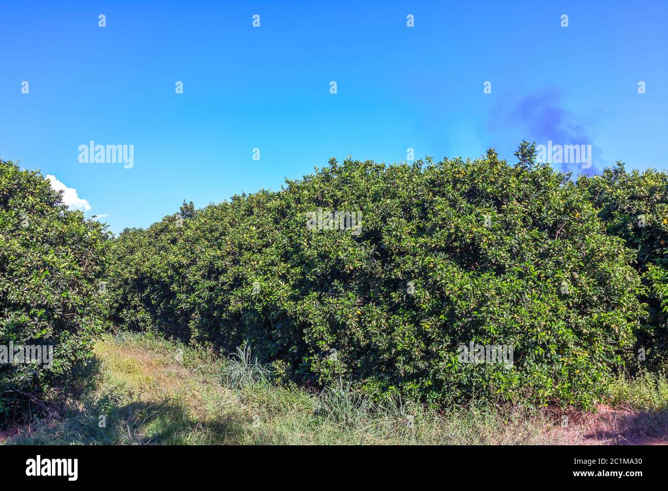 Aranceto in Brasile - frutta matura Foto Stock