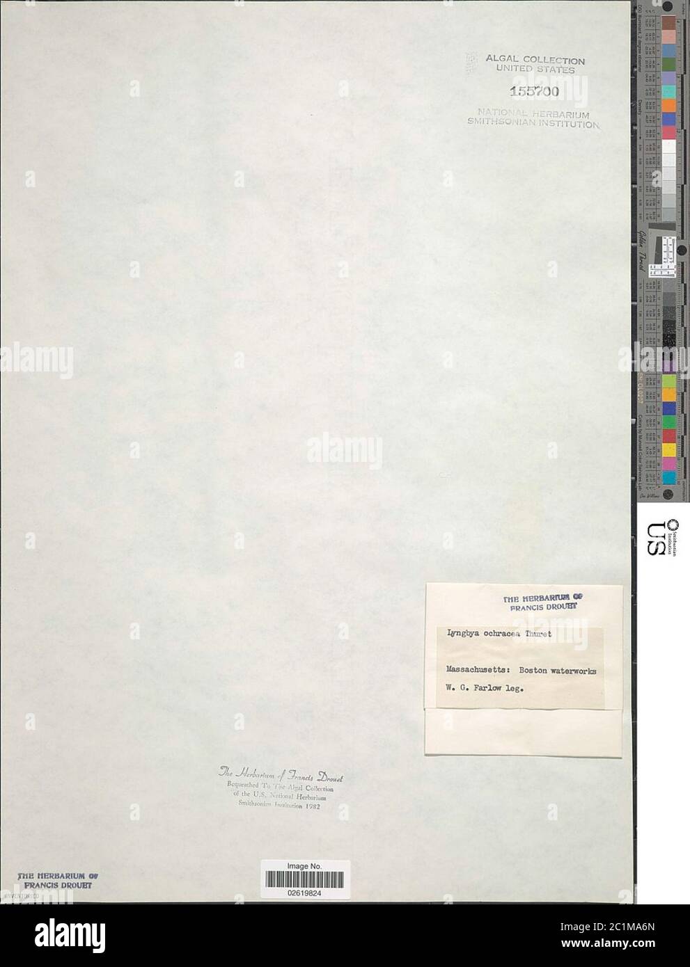 Leptotrix ochracea Ktz Leptotirix ochracea Ktz. Foto Stock