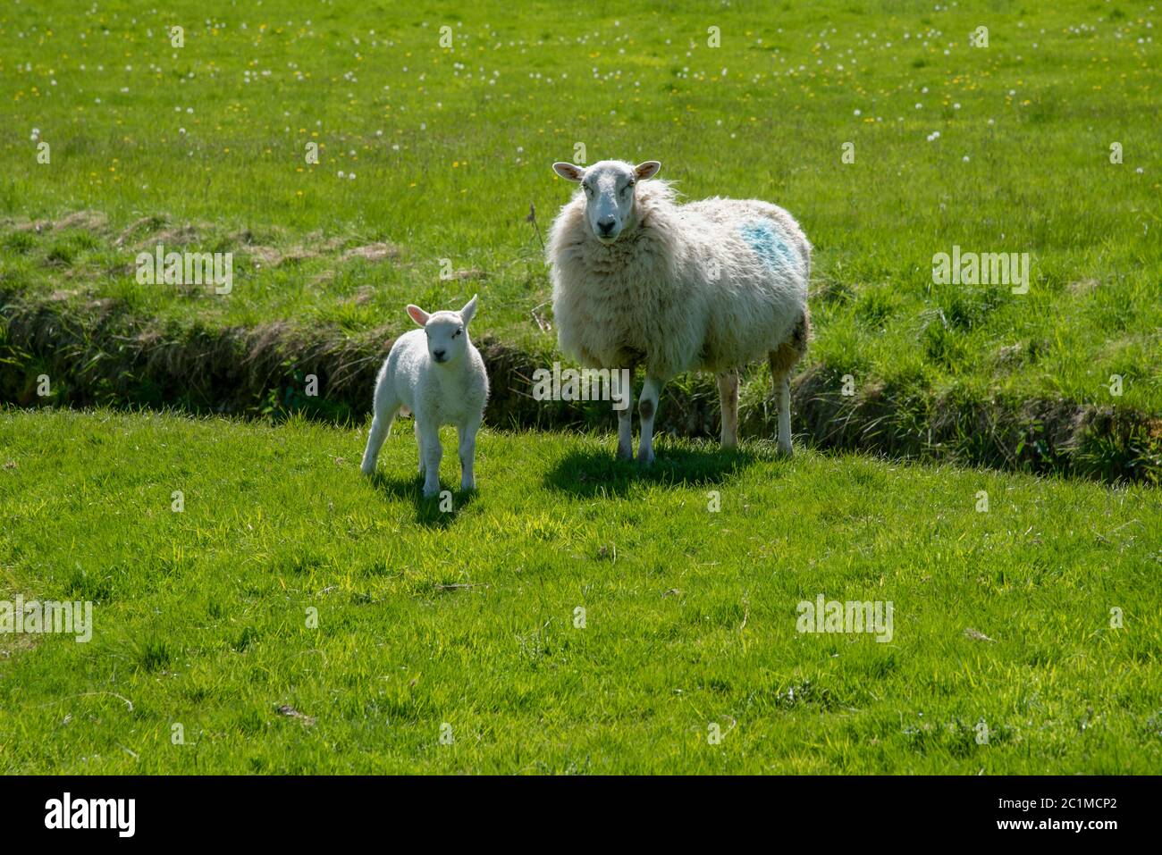 Pecora con un agnello su un prato verde vicino al castello di Chirk in Galles, Regno Unito. Foto Stock
