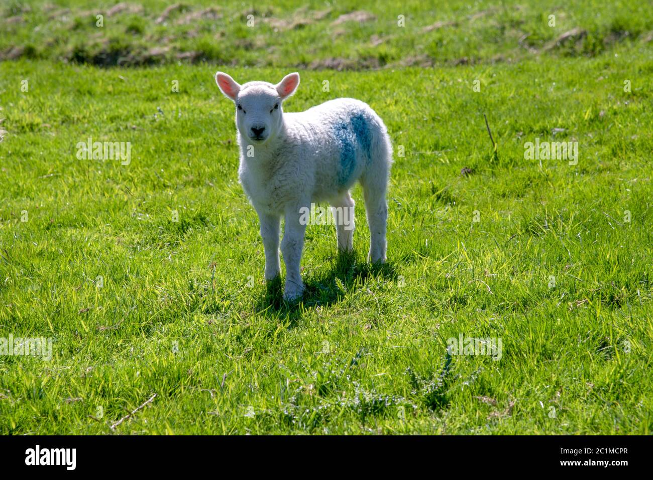 Agnello su un prato verde vicino al castello di Chirk in Galles, Regno Unito. Foto Stock