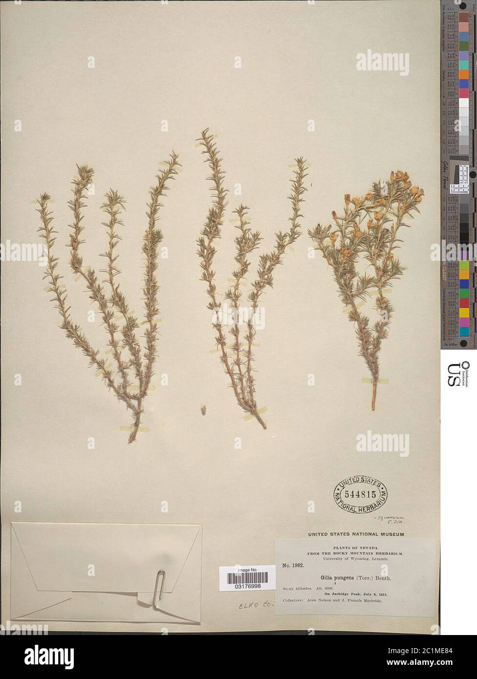 Leptodactylon pungens var squarrosum Tidestr a Grey Leptodactylon pungens var squarrosum Tidestr A Grey. Foto Stock