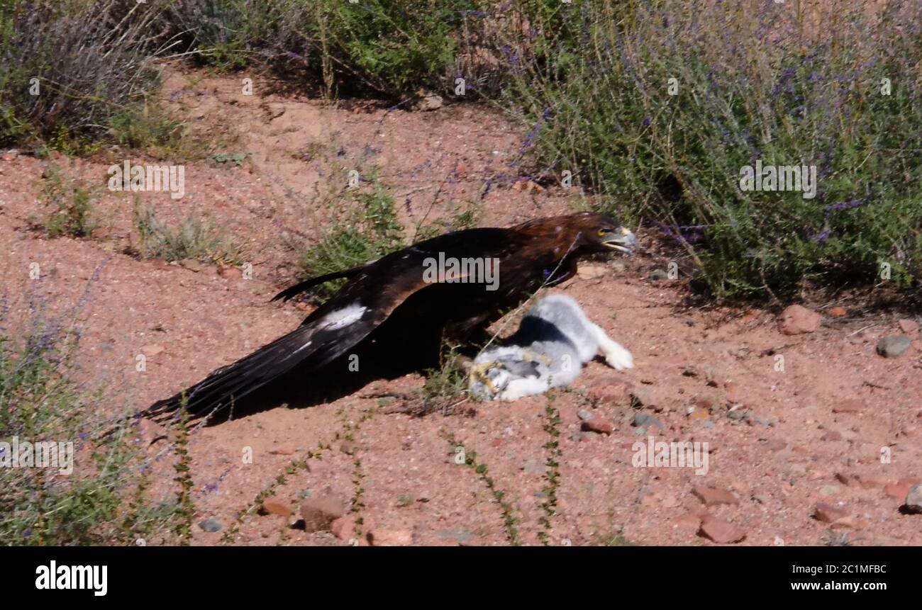 Caccia aquila d'oro aka Berkut e la sua preda è la lepre, Bokonbayevo, Kirghizistan Foto Stock