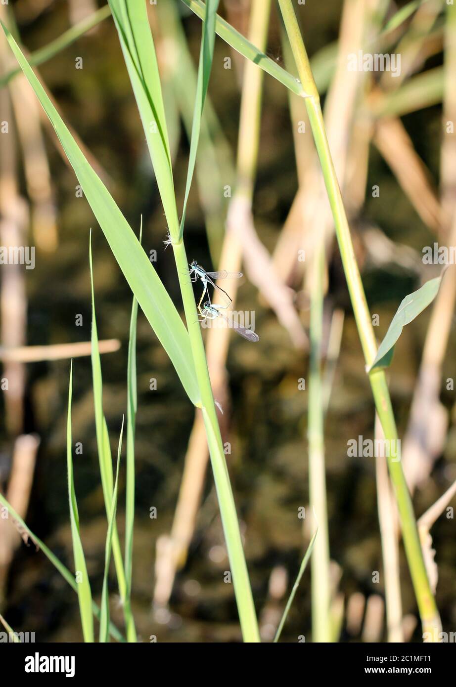 Una libellula su di un impianto Foto Stock