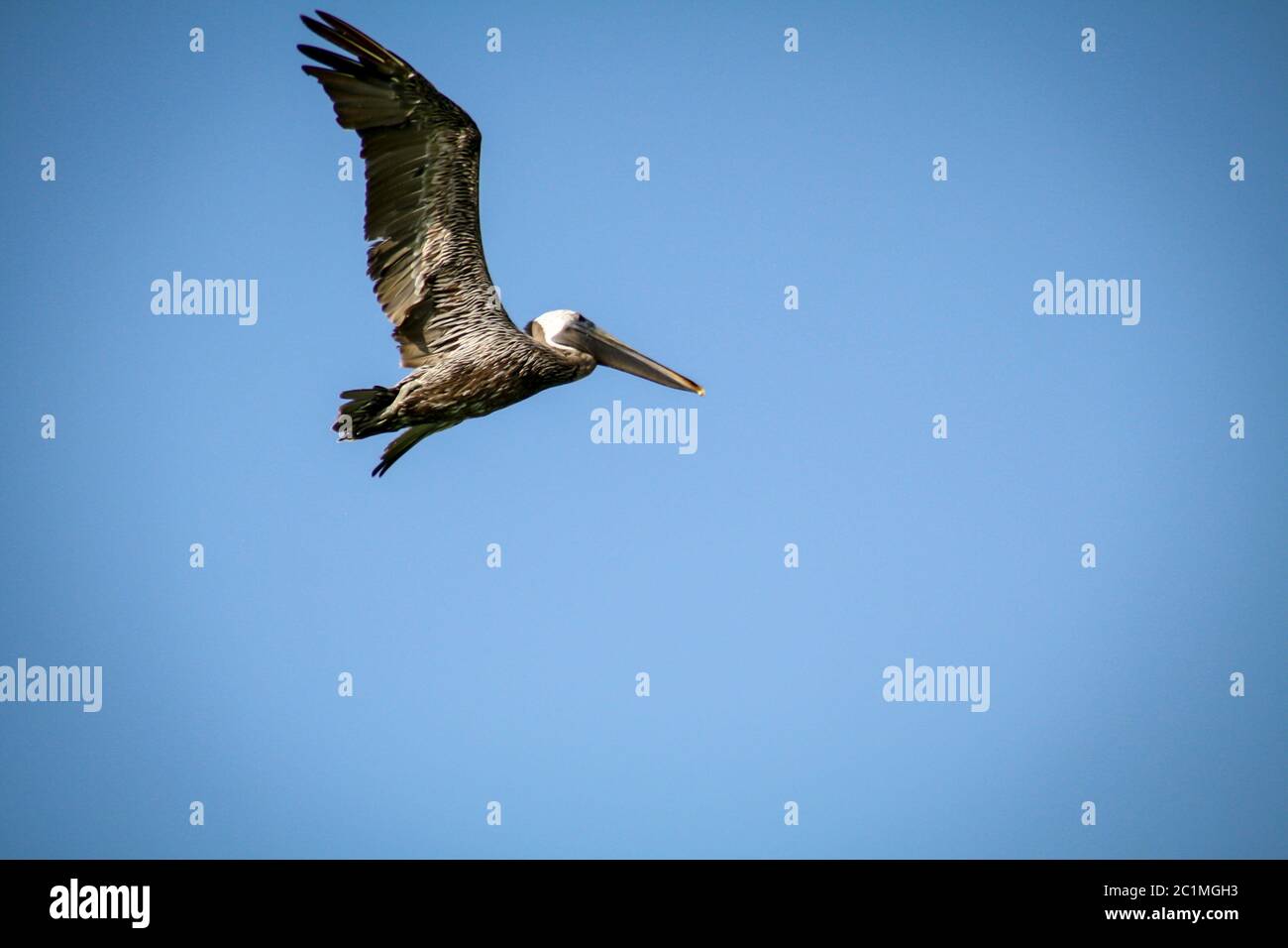 Pelican, Black Pelican in volo Foto Stock