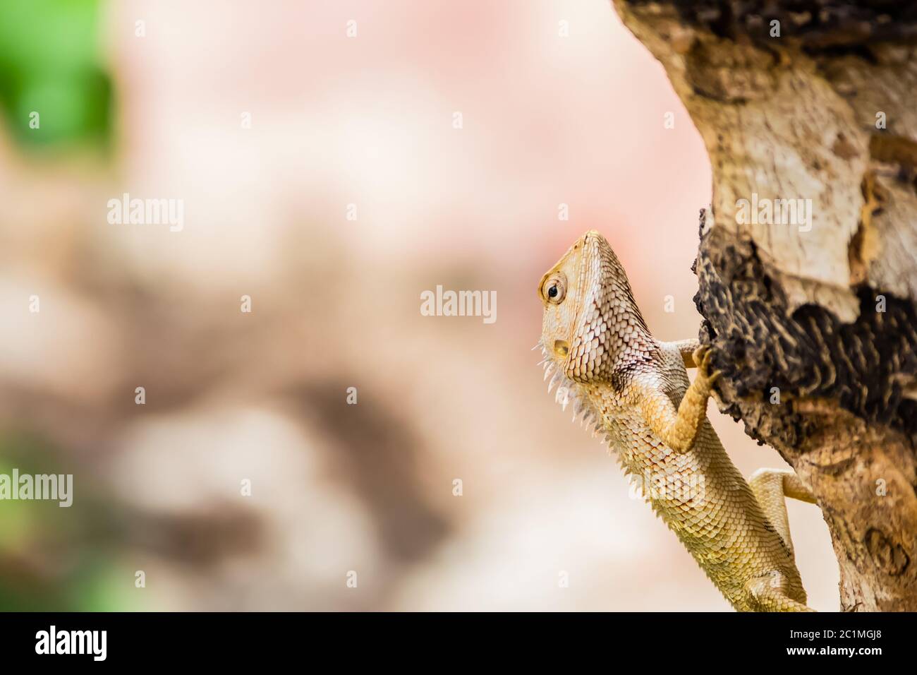 Giardino Orientale Lizard (Calotes versicolor) che sale su un albero in un giardino Foto Stock