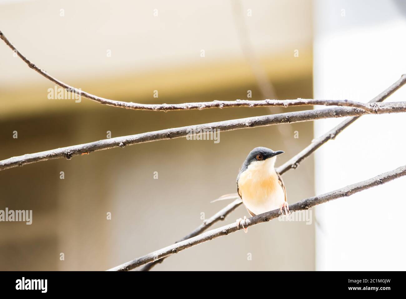 Ritratto di Ashy Prinia (Prina socialis) che perzera su un torcello Foto Stock