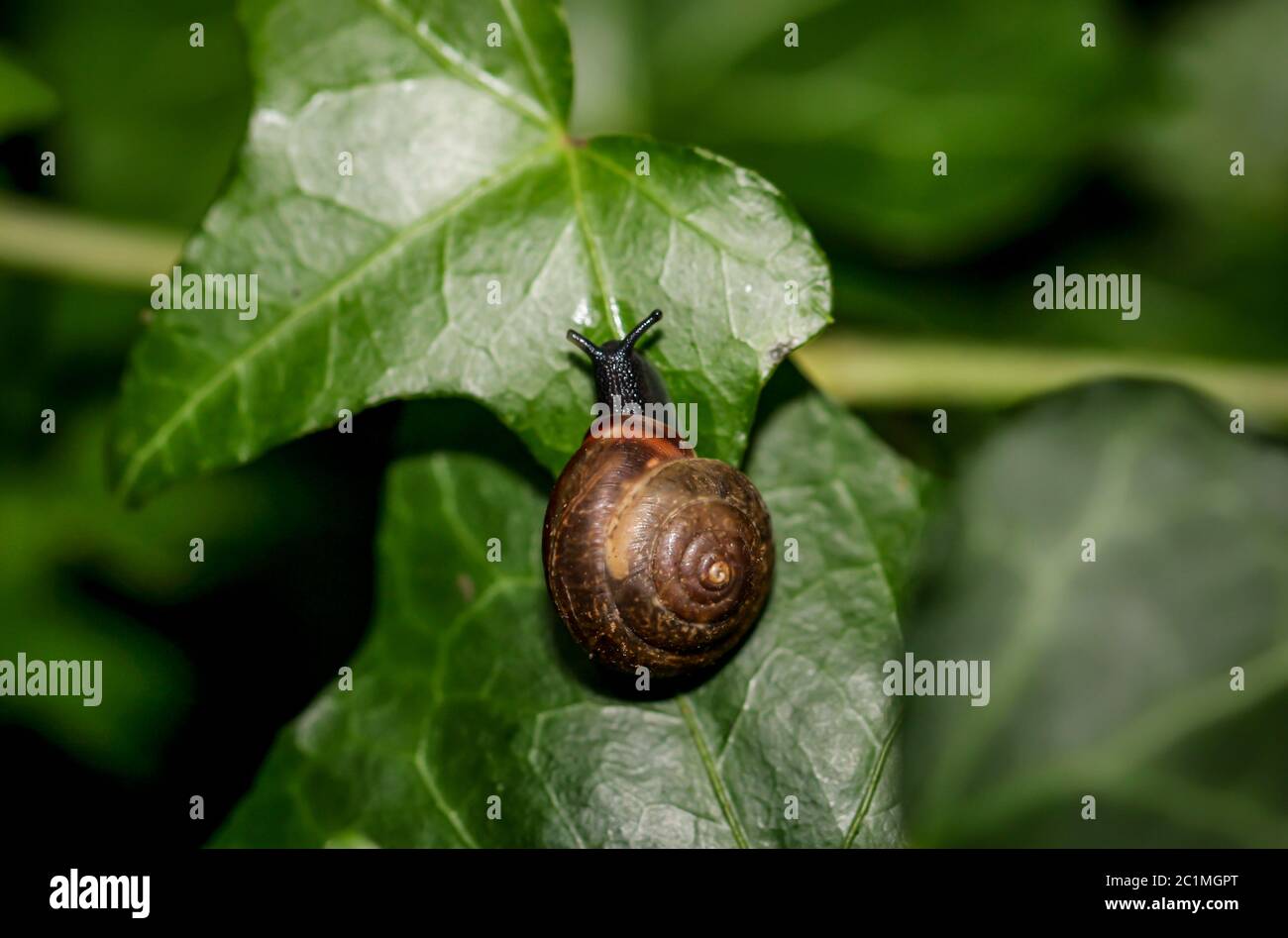 Che è una lumaca su una foglia Foto Stock