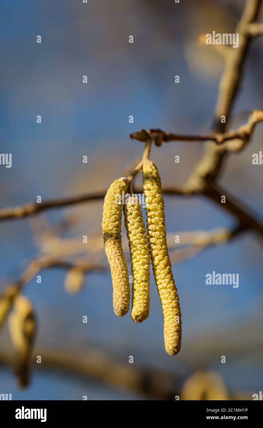 i primi rami, spara in primavera Foto Stock