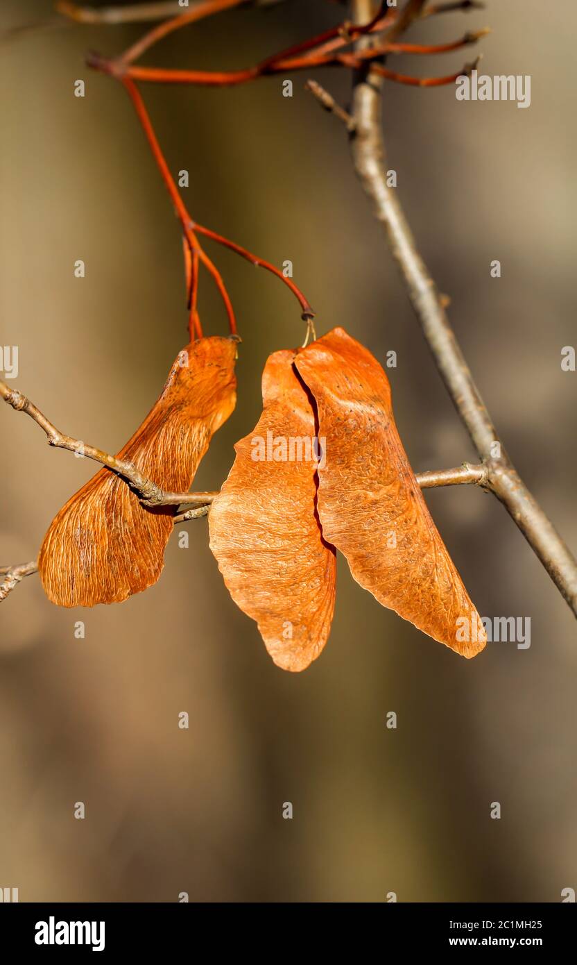 Semi di acero appeso nei rami Foto Stock