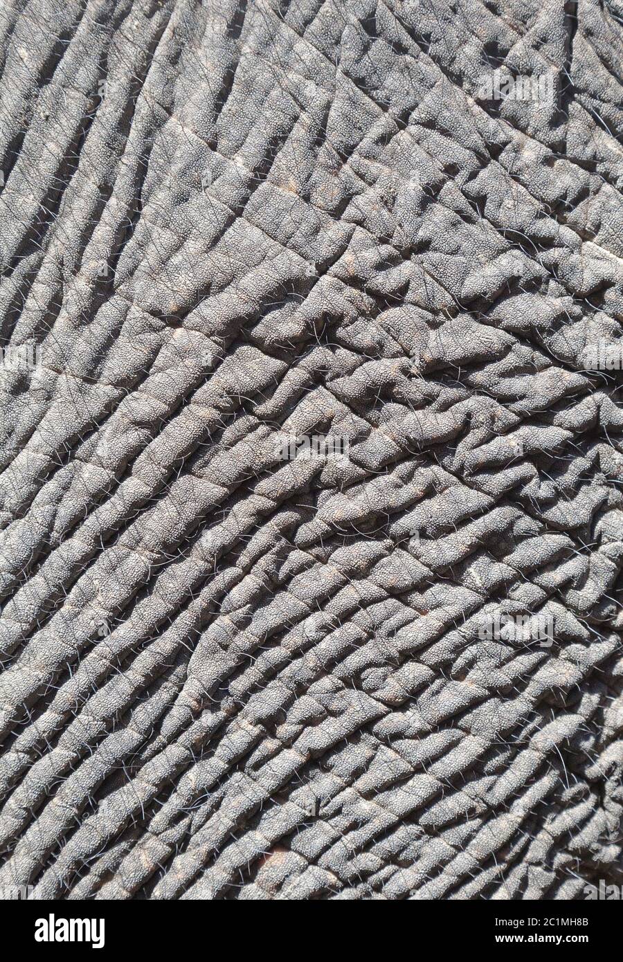 Pelle di elefante, close-up Foto Stock