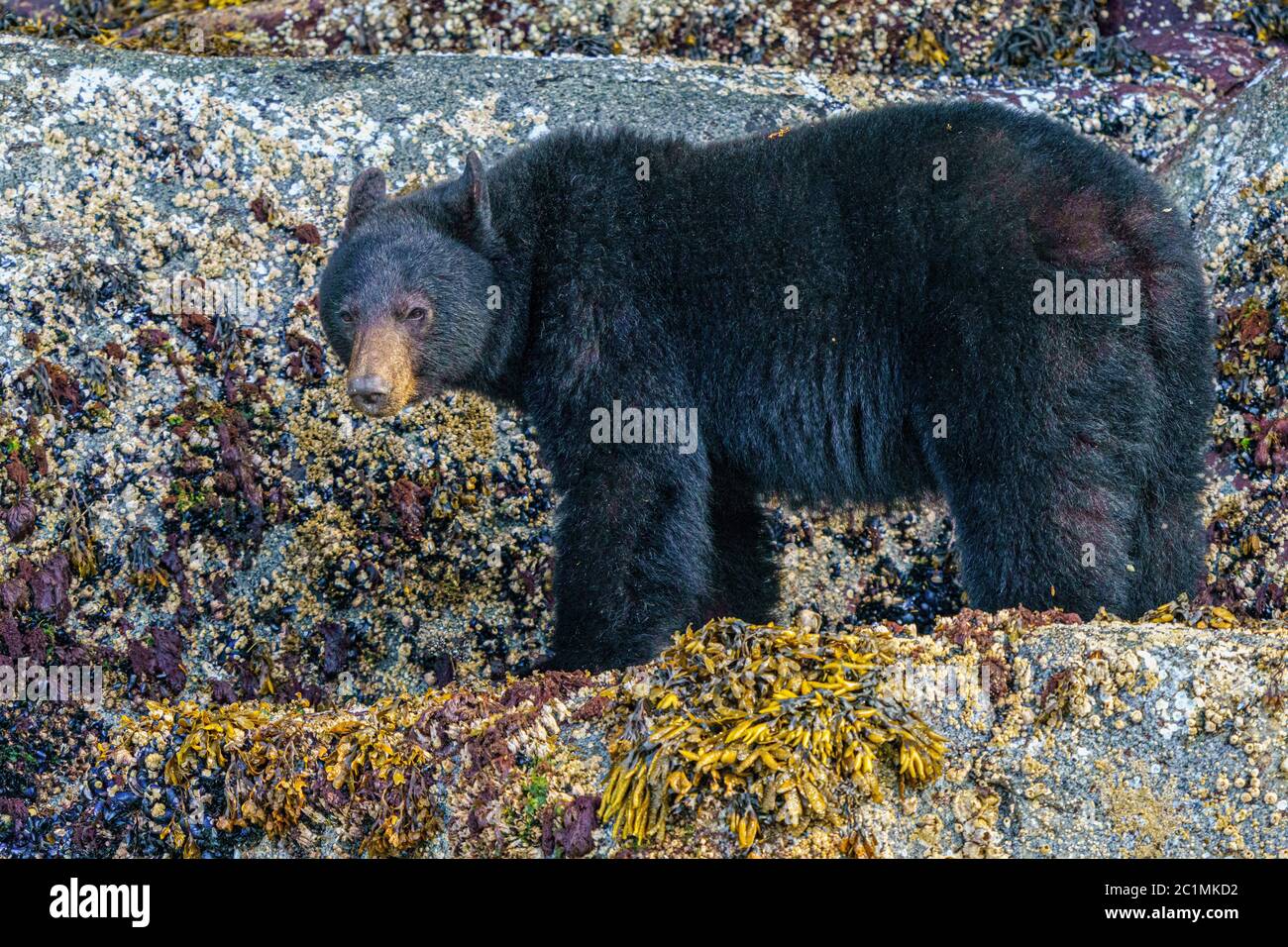 Orso nero in piedi e foraggio lungo la ripida tideline in Knight Inlet, territorio delle prime Nazioni, British Columbia, Canada. Foto Stock