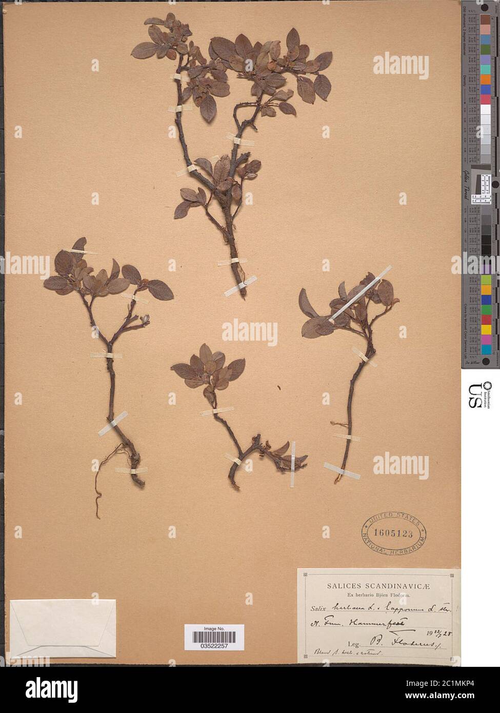 Salix erbacea L x S lapponum L Salix erbacea L x S lapponum L. Foto Stock