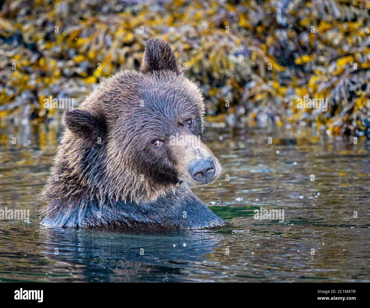 Orso grizzly femminile che ha un bagno lungo la costa a bassa marea in Knight Inlet, territorio delle prime Nazioni, British Columbia, Canada Foto Stock