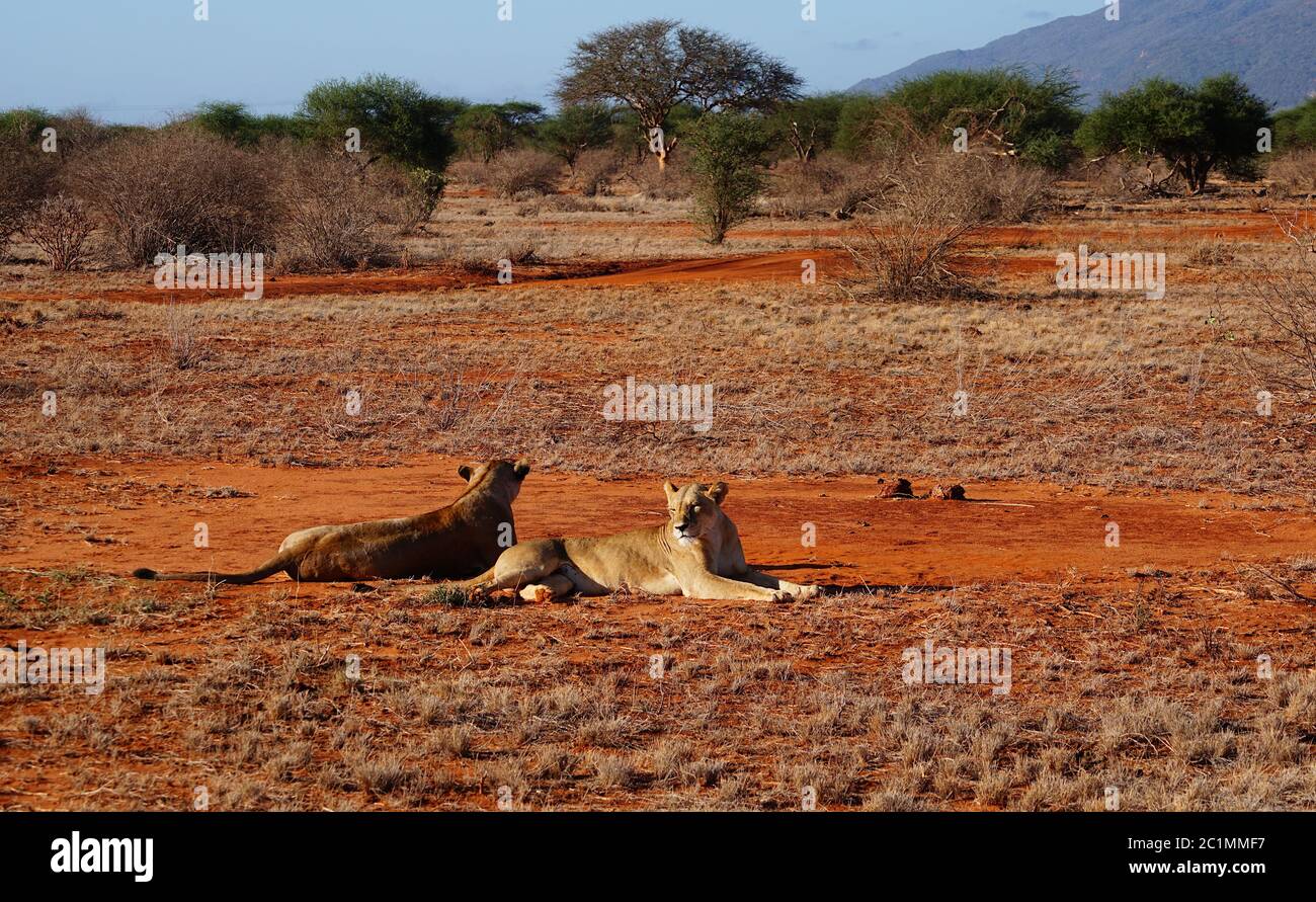 Due leoni nella savana di Tsavo Est in Kenya Foto Stock