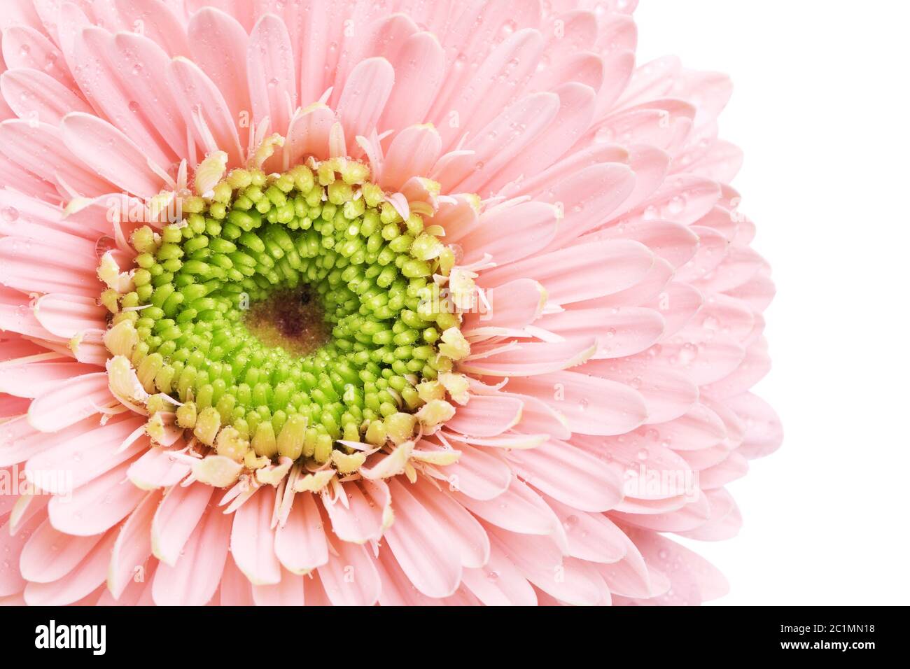 Pink Gerbera Daisy Foto Stock