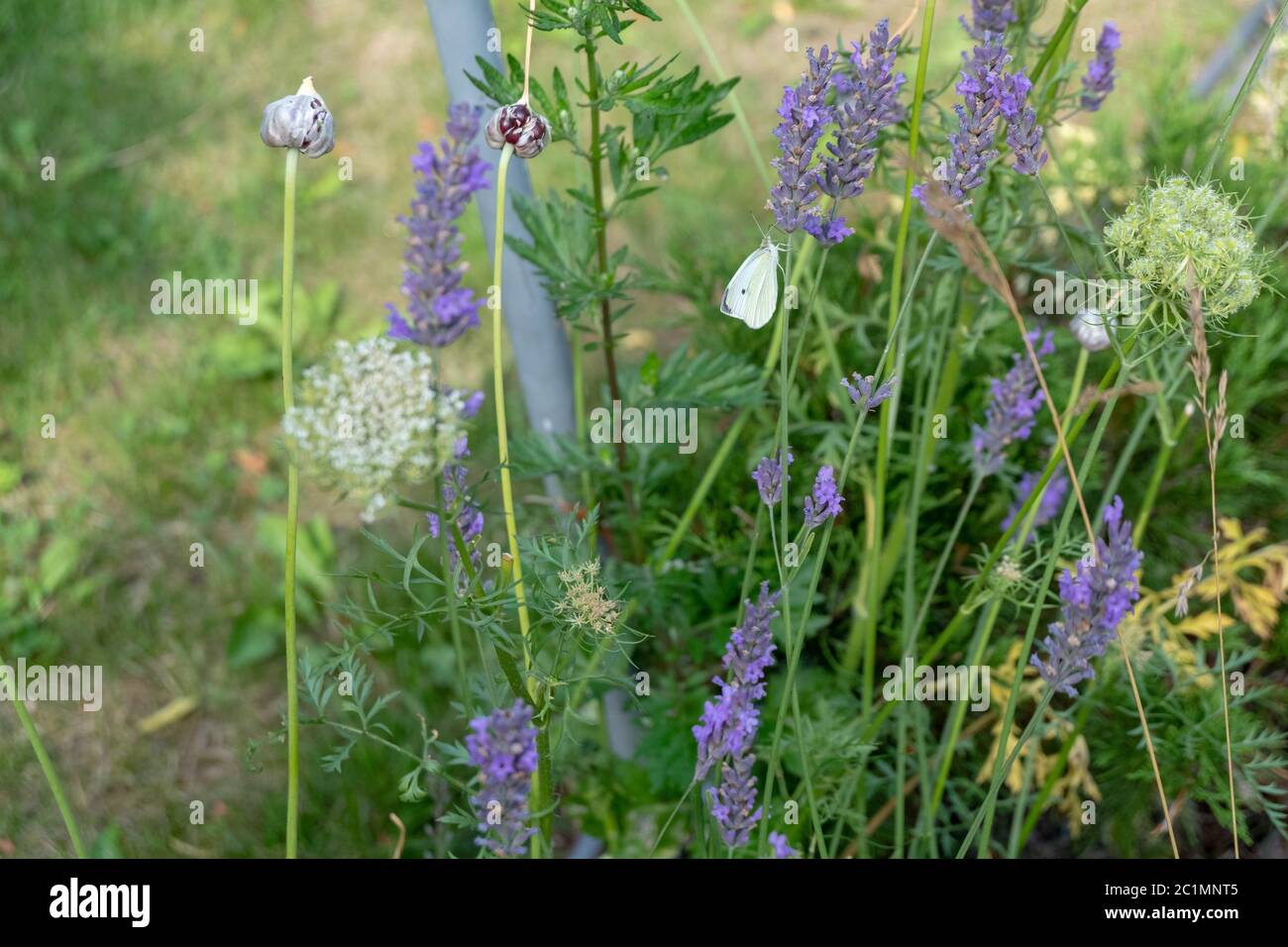 le api e le api bumble si raccolgono sul miele di lavanda viola Foto Stock