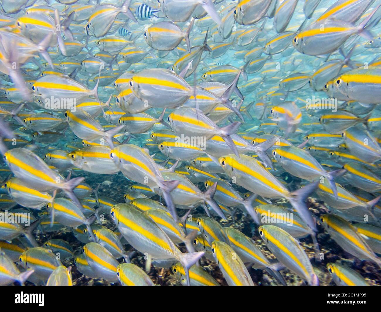 Foto subacquee di mandria di pesci di mare Foto Stock