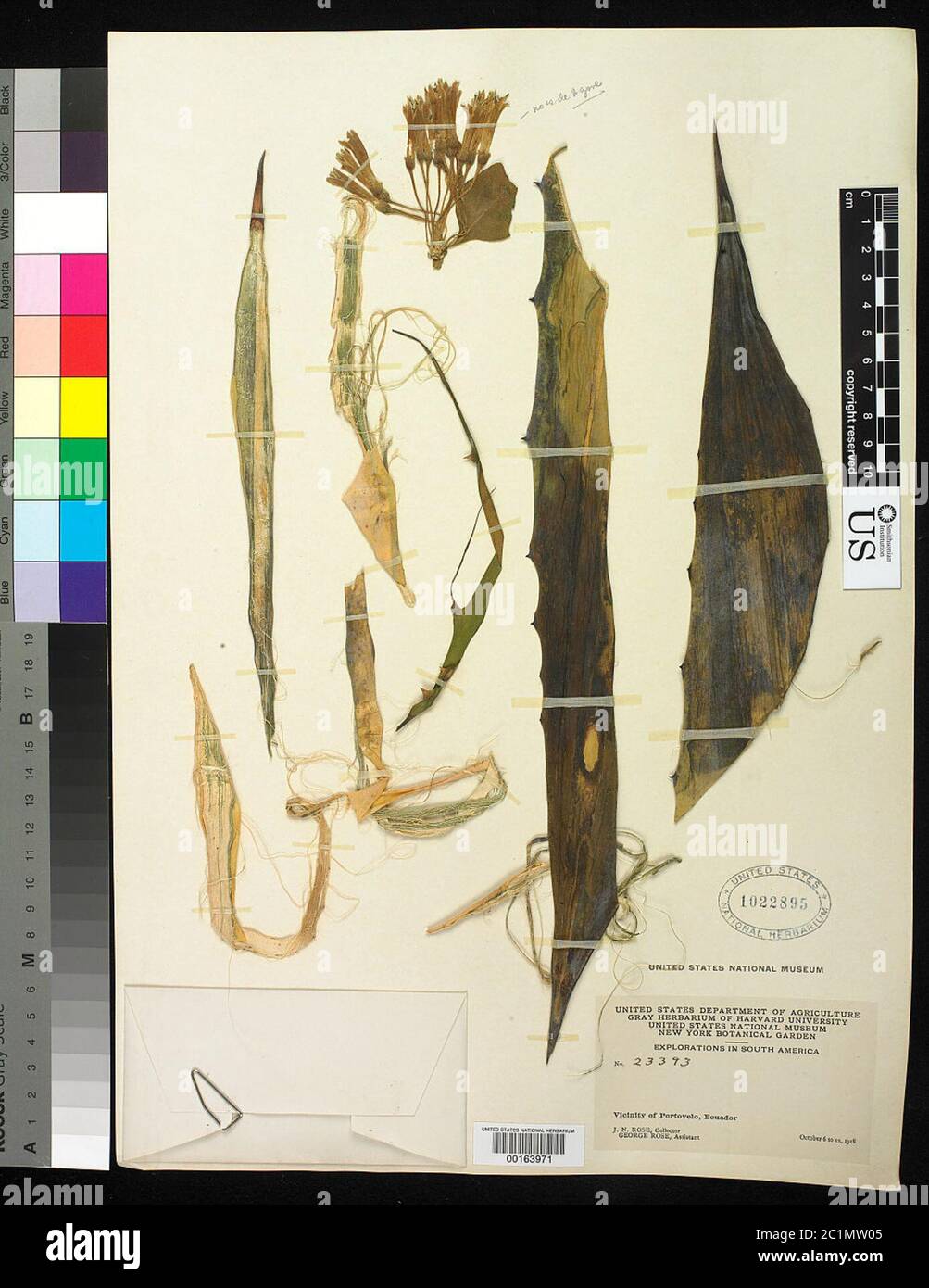 Agave sp Agave sp. Foto Stock