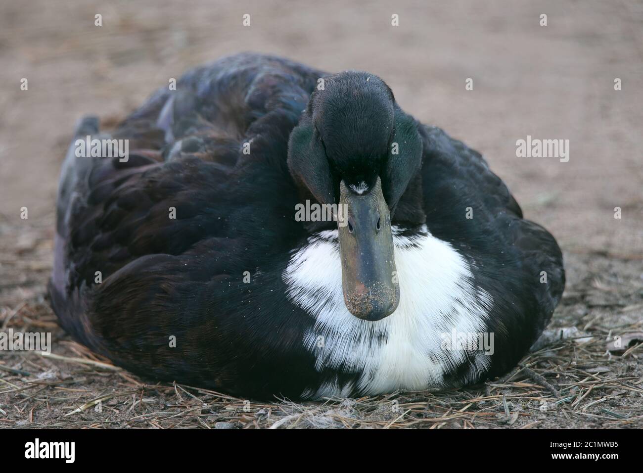 Vecchio animale domestico razza Pomerannente Foto Stock